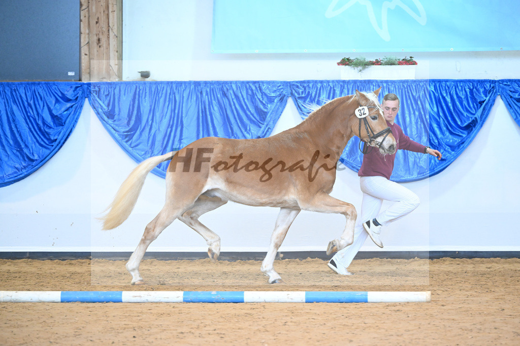Kat-Nr. 32 Sir Corona v. Starino I_Moeckel_60220869 | hf-fotografie - Realisiert mit Pictrs.com