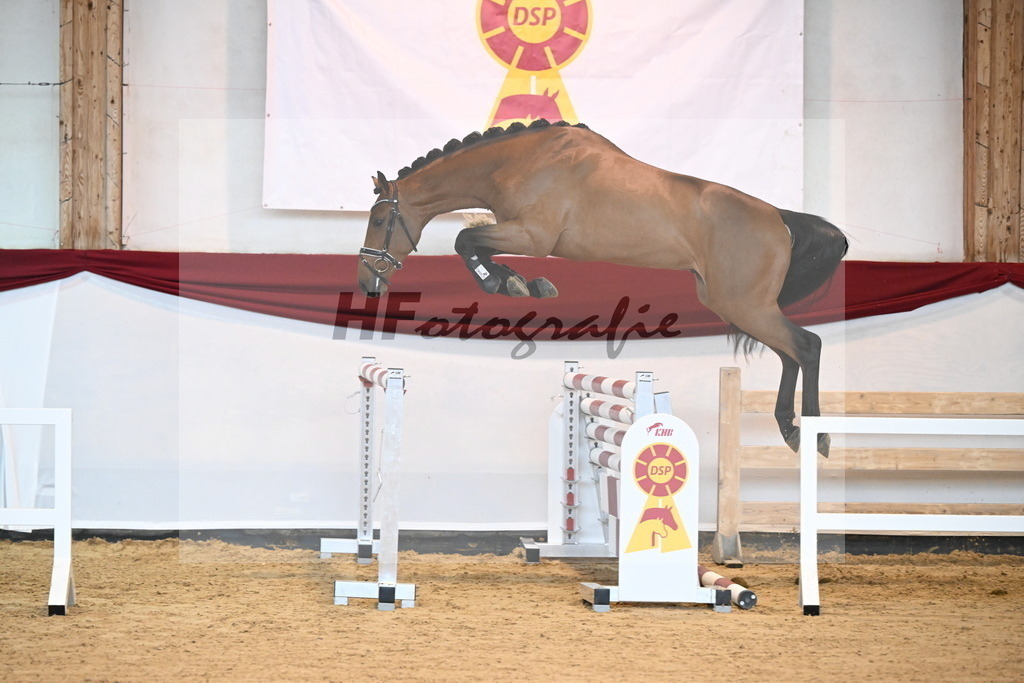 Kat-Nr. 11 Carambole x Diamant de Semilly_Schulze Averdiek_47241026 | hf-fotografie - Realizzato con Pictrs.com