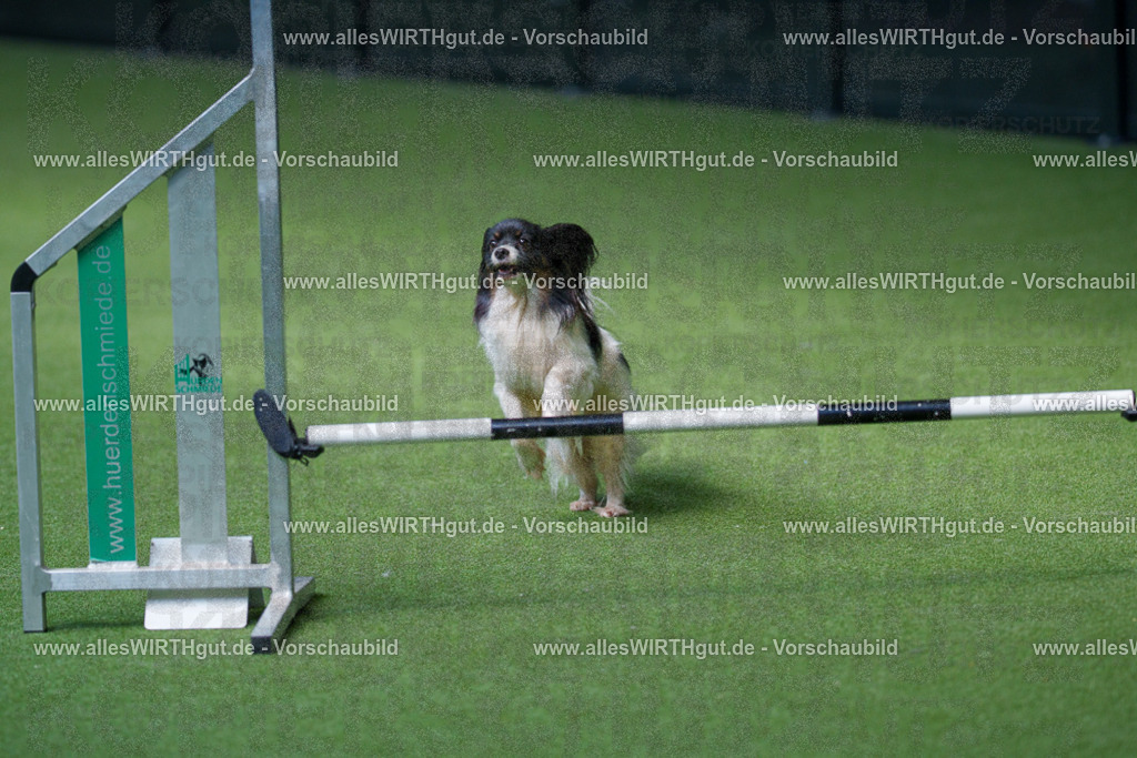 @allesWIRTHgut_Tierfotografie - www.allesWIRTHgut.de - 2604251402-7R504603 | Professionelle Tierfotografie in Mönchengladbach von Daniel Wirth (allesWIRTHgut). Liebevolle & natürliche Bilder von Hunden & Katzen für unvergessliche Erinnerungen.