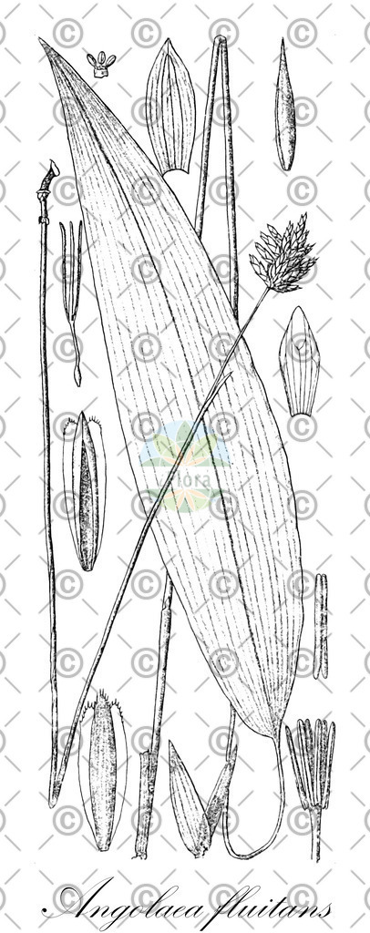 HistAbb_wfo-0000536542_144_ENZY_Simple | Historische Abbildung von Angolaea fluitans - Podostemaceae | Historical Illustration of Angolaea fluitans - Podostemaceae