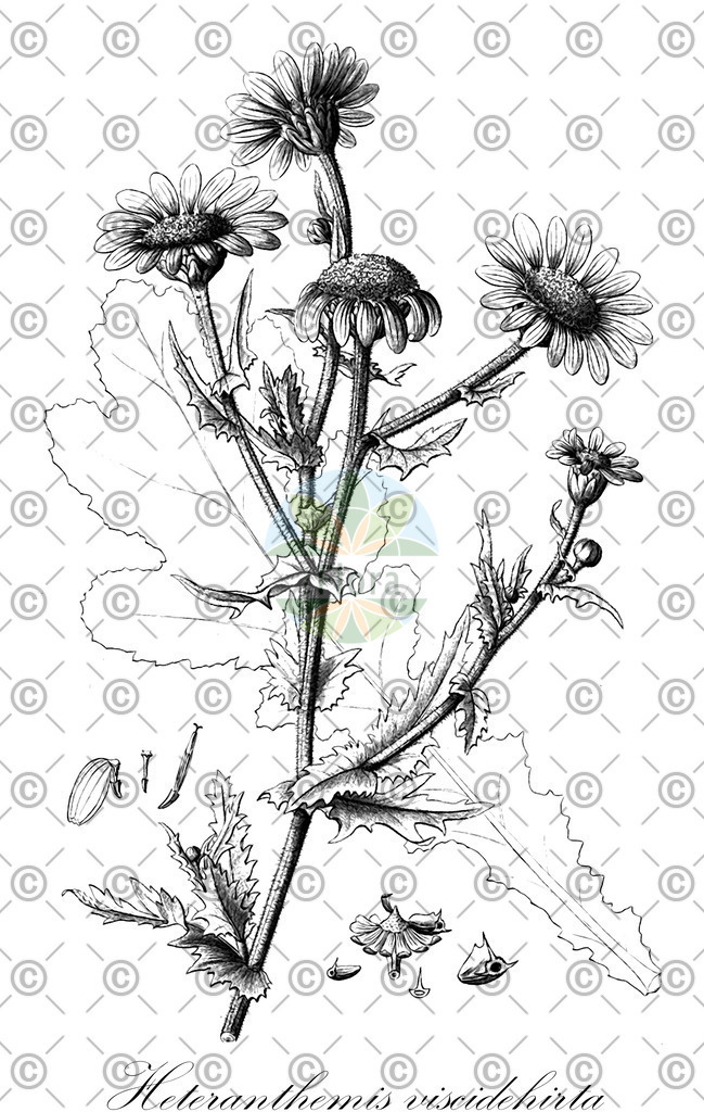 HistAbb_EMP_145066_1_SIMPLE | Historische Abbildung von Heteranthemis viscidehirta - Asteraceae | Historical Illustration of Heteranthemis viscidehirta - Asteraceae