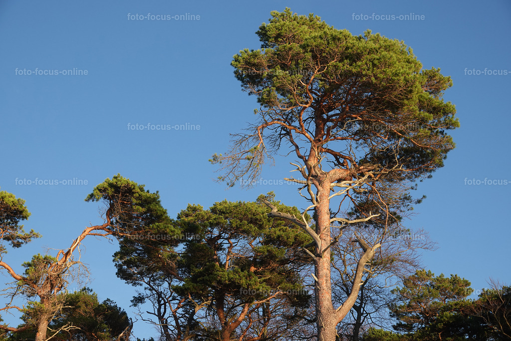 Wind-swept trees in late autumn | foto-focus-online