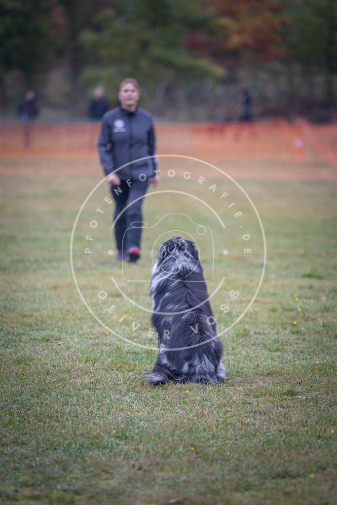 Pfotenfotografie_DV3A9445 | Hundefotografie, Tierfotograf, Pfotenfotografie, Fotoshooting Hund, Hunde Portrait, Hundesport, Hundeportraits, Heideshooting, Hunde, Sportfotograf, Hundefotograf, Turnierhundsport, THS,  - Realisiert mit Pictrs.com