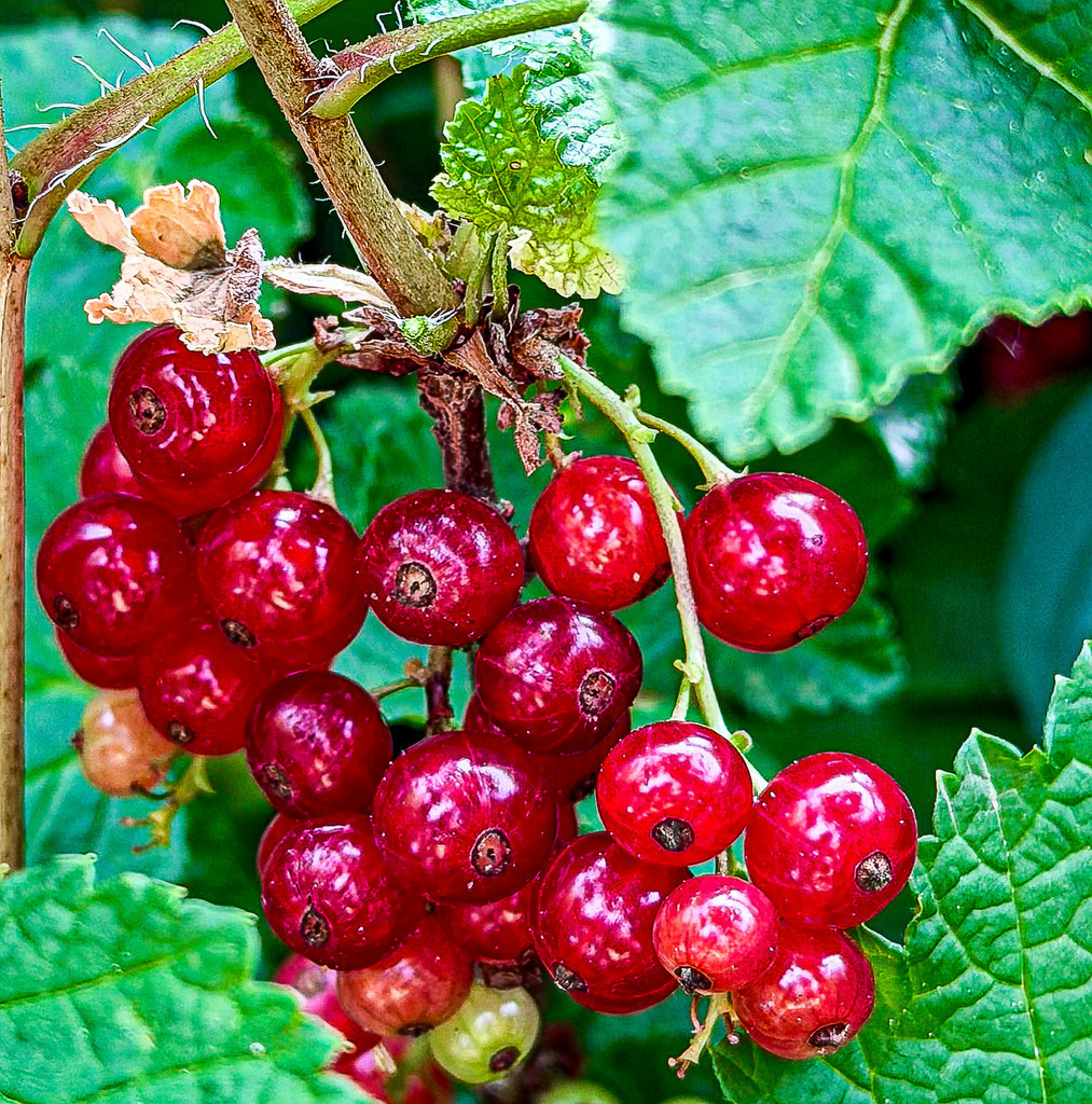 Wenn Rot deine Küche zum Leuchten bringt – Frische Johannisbeeren Makro | Frische rote Johannisbeeren in einer detailreichen, lebendigen Makroaufnahme. Die kontrastreichen Farben aus sattem Rot und Grün bringen pure Vitalität und die haptische Schönheit der Natur direkt an deine Wände. Perfekt als hochwertige Fine Art Print oder Leinwand für moderne Küchen, Essbereiche und minimalistische Einordnungen. Handfotografiert von Robert Steinke. - Realisiert mit Pictrs.com