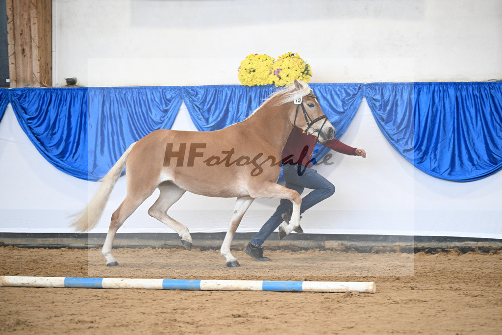 Bl. Band Kat-Nr. 15 Bambi v. Bon Jovi_Stange Haflingergestuet_48251385 | hf-fotografie - Realisiert mit Pictrs.com