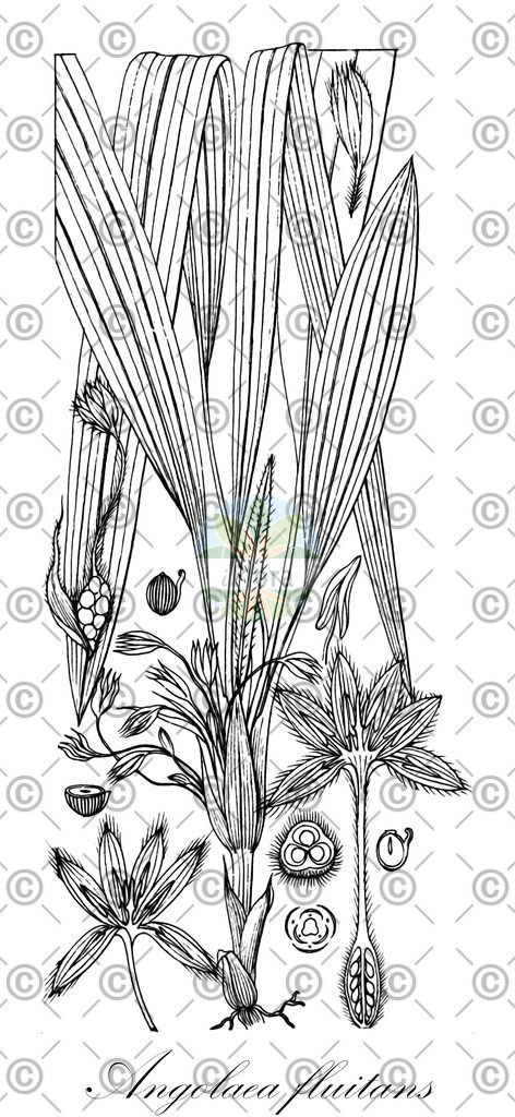 HistAbb_wfo-0000536542_576_ENZY_Simple | Historische Abbildung von Angolaea fluitans - Podostemaceae | Historical Illustration of Angolaea fluitans - Podostemaceae