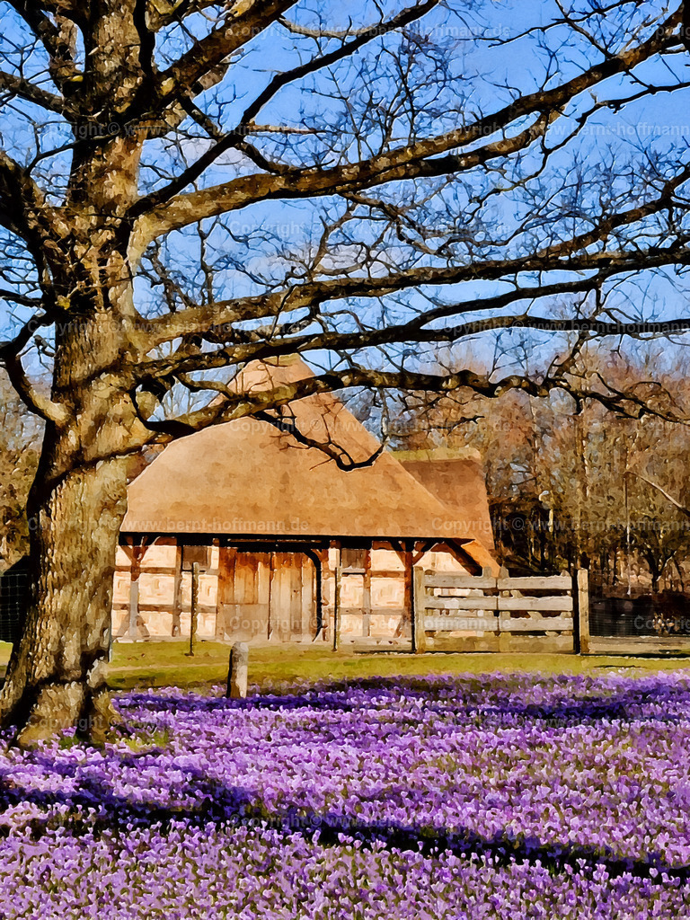PDM2_9606_Husum_Krokus_60x80 | DIGITALKUNST. Ostenfelder Bauernhaus. __ Krokusse im Vorgarten des historischen Bauernhauses.  - Realisiert mit Pictrs.com