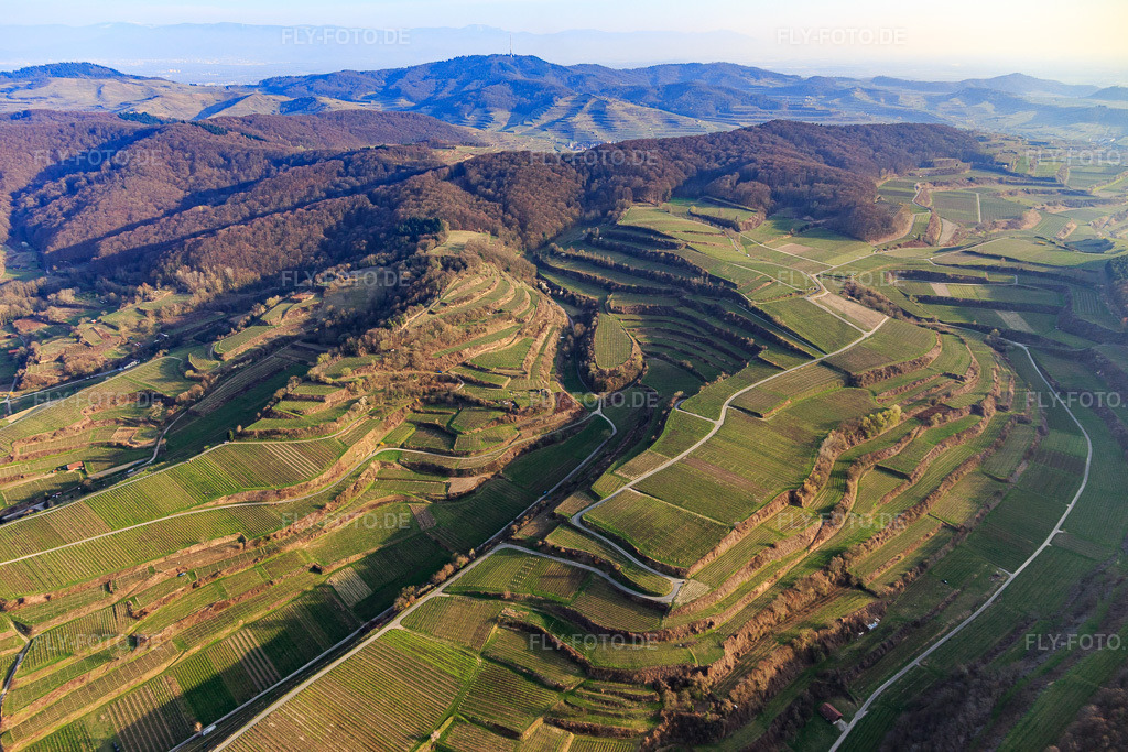 Luftbild: Terassierte Weinberge am Kaiserstuhl im Ortsteil Kiechlinsbergen in Endingen im Bundesland Baden-Württemberg in Deutschland. Foto: IMG_113141.jpg vom 22.03.2019 durch Werner Riehm/FLY-FOTO.de