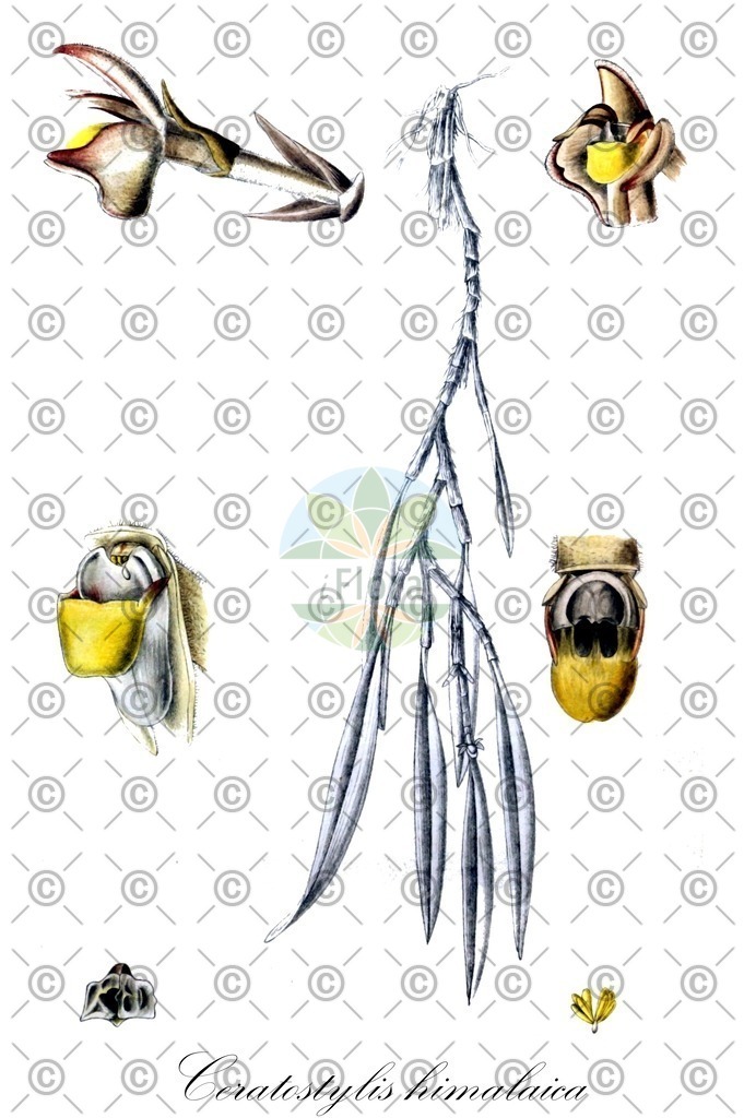 HistAbb_wfo-0000596602_1_ENZY_Simple | Historische Abbildung von Ceratostylis himalaica - Orchidaceae | Historical Illustration of Ceratostylis himalaica - Orchidaceae