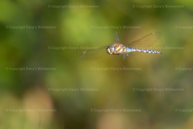 20185 | Tierfotografie, Tierkalender, Tierbilder, Insekten, Spinnen, Vögel, Schmetterling, Libellen, Leinwand, Colorkey, Qualität, Geschenkartikel, Geschenk - Realisiert mit Pictrs.com