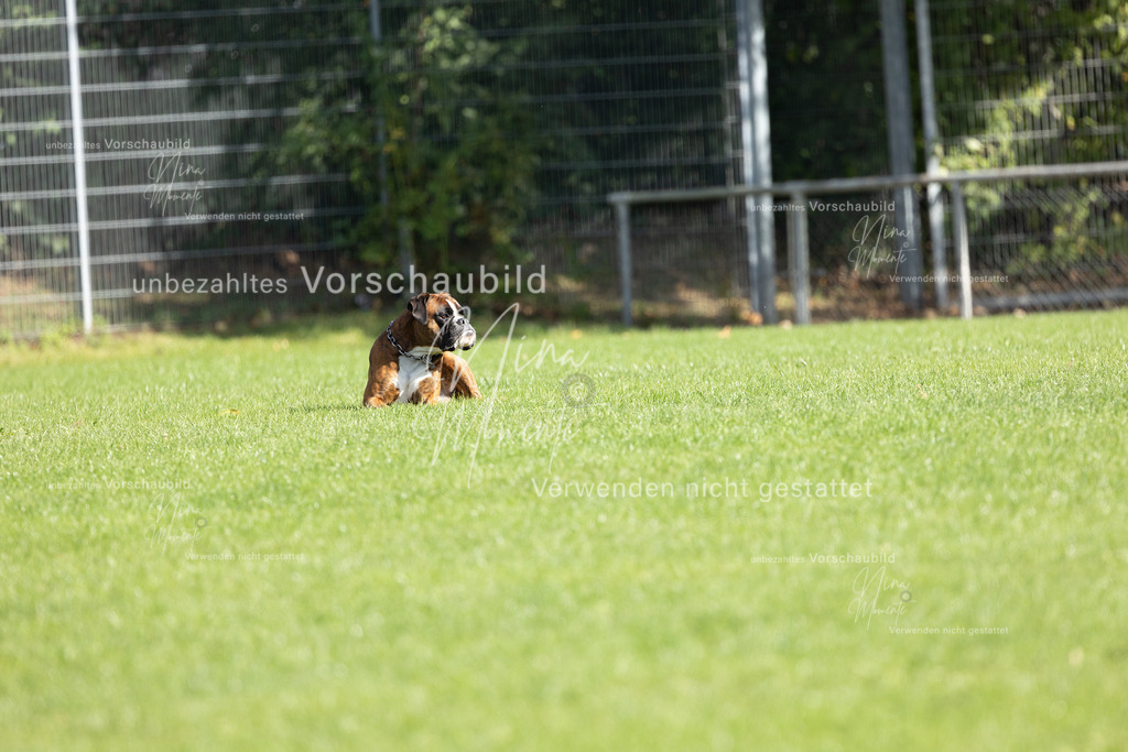 _16A5305 | Einzigartige Fotos von Hunden & Menschen –Actionfotos, Portraits, Vereinsaufnahmen & Paarshootings – authentisch, lebendig & mit Herz.