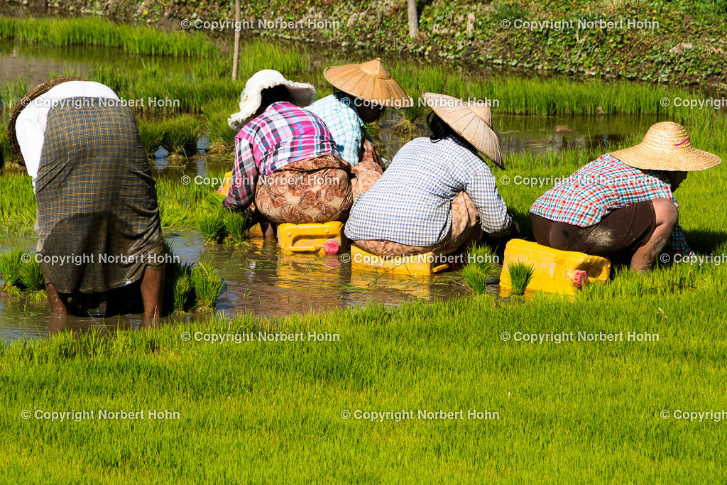 Reisefotografie - Myanmar - Das Land der weißen Elefanten | Reispflanzende Bauern im Land der tausend Pagoden. - Realisiert mit Pictrs.com