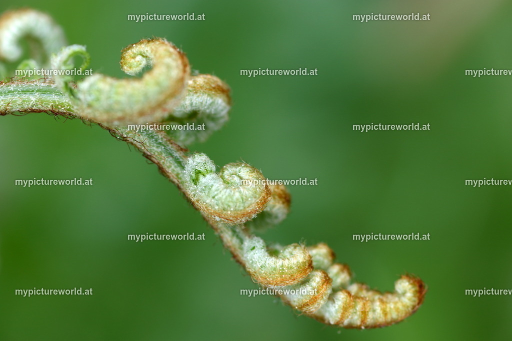 Adlerfarn-003 | Das Bilderarchiv über Tiere, Planzen und Landschaften. In der Bilddatenbank finden Sie ein große Auswahl an hochwertigen Bilder für Ihre Werbung - Realisiert mit Pictrs.com