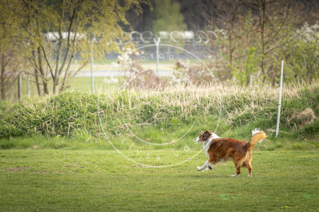 Pfotenfotografie_DV3A4962 | Hundefotografie, Tierfotograf, Pfotenfotografie, Fotoshooting Hund, Hunde Portrait, Hundesport, Hundeportraits, Heideshooting, Hunde, Sportfotograf, Hundefotograf, Turnierhundsport, THS,  - Realisiert mit Pictrs.com