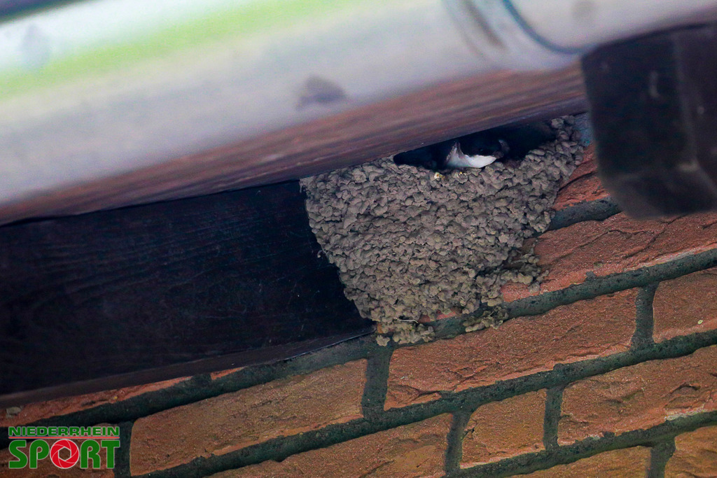 Mehlschwalben_bei_Otto11062025_017 | Bildergalerie von Sport-Ereignissen aber auch von weiteren spannenden Dingen - nicht nur vom Niederrhein. In Anlehnung an den bekannten Spruch von Hanns Dieter Hüsch heißt das Motto: "Niederrhein ist überall".  - Realisiert mit Pictrs.com