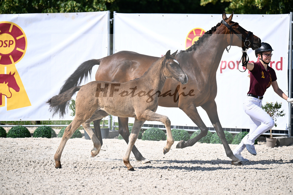 Kat-Nr. 1 Gold Garant x Cosmo Callidus NRW_HF_Riess_15250041 | hf-fotografie - Realisiert mit Pictrs.com