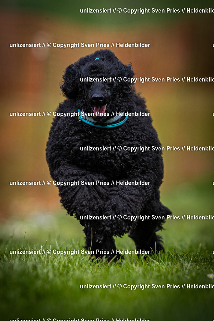 Sven Pries | 2025-04-13 - Hunderennen Baden-Baden - Realisiert mit Pictrs.com