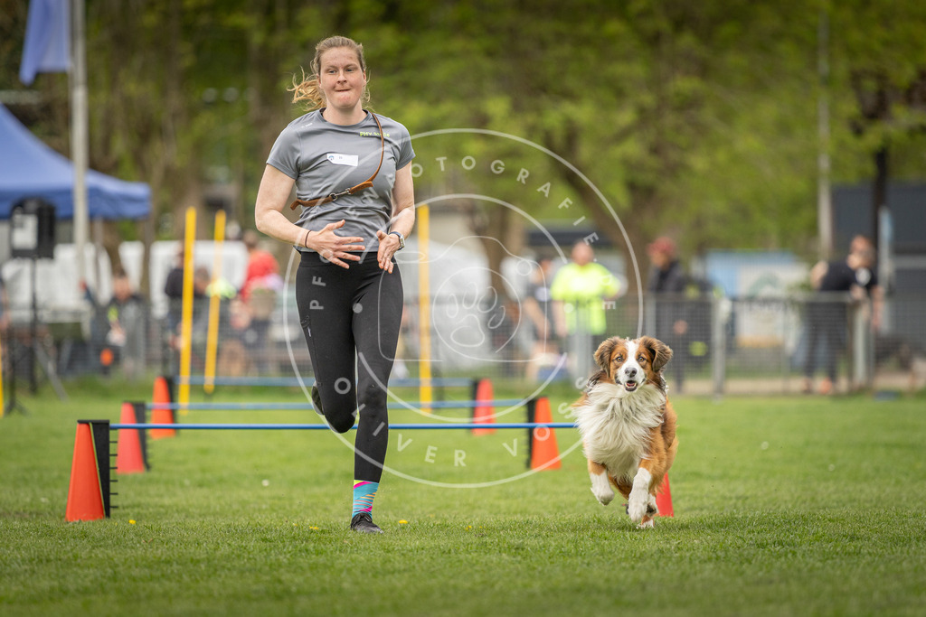 Pfotenfotografie_DV3A0508 | Hundefotografie, Tierfotograf, Pfotenfotografie, Fotoshooting Hund, Hunde Portrait, Hundesport, Hundeportraits, Heideshooting, Hunde, Sportfotograf, Hundefotograf, Turnierhundsport, THS,  - Realisiert mit Pictrs.com
