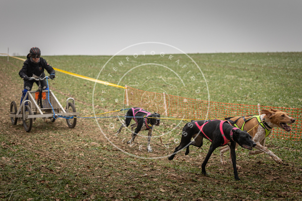 Pfotenfotografie_DV3A4547 | Hundefotografie, Tierfotograf, Pfotenfotografie, Fotoshooting Hund, Hunde Portrait, Hundesport, Hundeportraits, Heideshooting, Hunde, Sportfotograf, Hundefotograf, Turnierhundsport, THS,  - Realisiert mit Pictrs.com