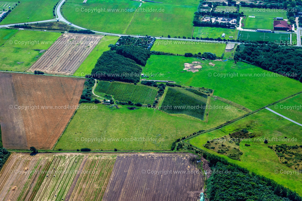 Sylt_Keitum_Sölviin_Sylter_Weinberg_ELS_9414130825 | SYLT 13.08.2025 Nörtlichstes Weinanbaugebiet " Sölviin " Keitum mit der Sorte Solaris auf der Insel Sylt im Bundesland Schleswig-Holstein, Deutschland. // Northernmost wine-growing region " Soelviin " Keitum with the variety Solaris on the island of Sylt in the federal state of Schleswig-Holstein, Germany. Foto: Martin Elsen