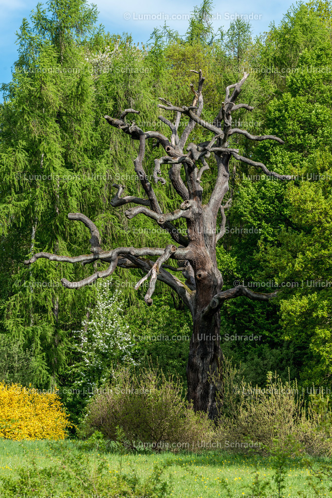 10049-3850 - Landschaftspark Degenershausen | Stockfoto und Bilderpool mit Bildmaterial aus Deutschland, dem Harz, Halberstadt, Quedlinburg, Wernigerode und weltweit. Qualitativ hochwertige und professionelle Fotos anschauen und kaufen. - Realisiert mit Pictrs.com