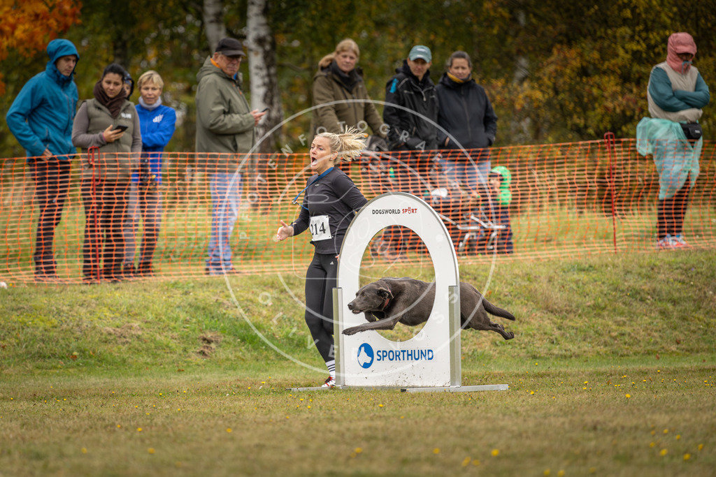 Pfotenfotografie_DV3A4318 | Hundefotografie, Tierfotograf, Pfotenfotografie, Fotoshooting Hund, Hunde Portrait, Hundesport, Hundeportraits, Heideshooting, Hunde, Sportfotograf, Hundefotograf, Turnierhundsport, THS,  - Realisiert mit Pictrs.com