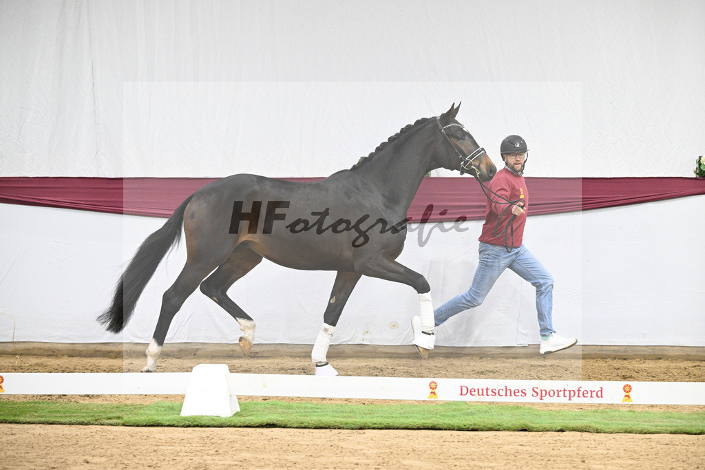 Kat-Nr. 127 Fair Deal x Sir Donnerhall I_Dr. Sarah Brendl_47254203 | hf-fotografie - Realizzato con Pictrs.com