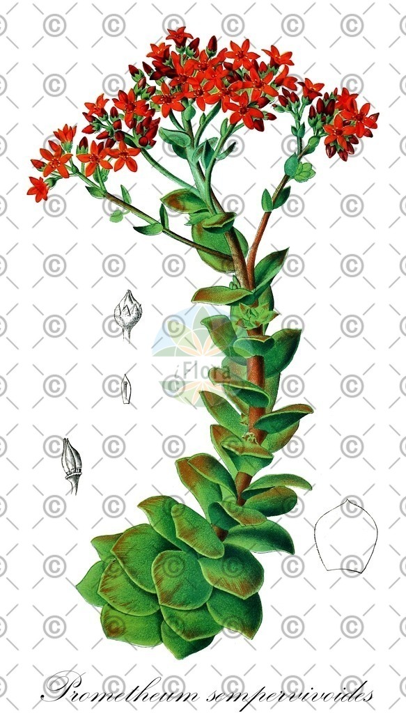 HistAbb_wfo-0001065210_1_ENZY_Simple | Historische Abbildung von Prometheum sempervivoides - Crassulaceae | Historical Illustration of Prometheum sempervivoides - Crassulaceae
