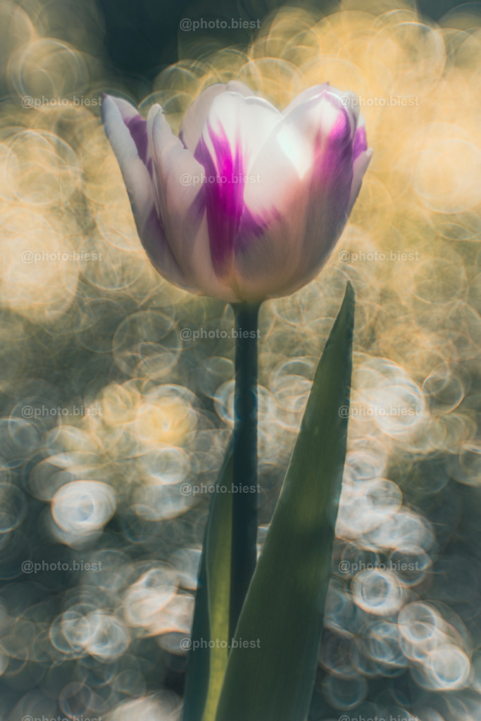 IMGC1417 | photobiest - Realisiert mit Pictrs.com