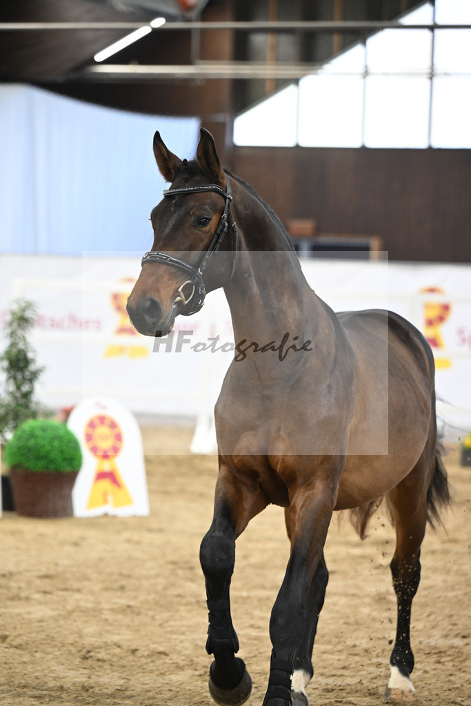 Kat-Nr. 101 Taloubet Z x Viva Vulkano_Ilona Pfisterer_47253260 | hf-fotografie - Realisiert mit Pictrs.com