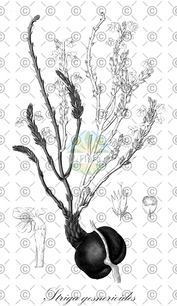 HistAbb_wfo-0001041383_1_ENZY_Simple | Historische Abbildung von Striga gesnerioides - Orobanchaceae | Historical Illustration of Striga gesnerioides - Orobanchaceae (cowpea witchweed)