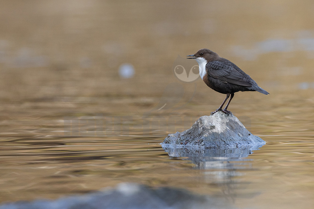 R6NF8737_20250322 | Die Wasseramsel ist stark an Gewässer gebunden und der einzige einheimische Singvogel, der tauchen und schwimmen kann. Ihr überwiegend braunes Gefieder ist sehr dicht und somit perfekt an die aquatische Lebensweise angepasst. Sie brütet vor allem in Mittel- bis Süddeutschland in der Nähe von geröllreichen, schnell fließenden Bächen und Flüssen im Wald- und Bergland.

 - Realisiert mit Pictrs.com