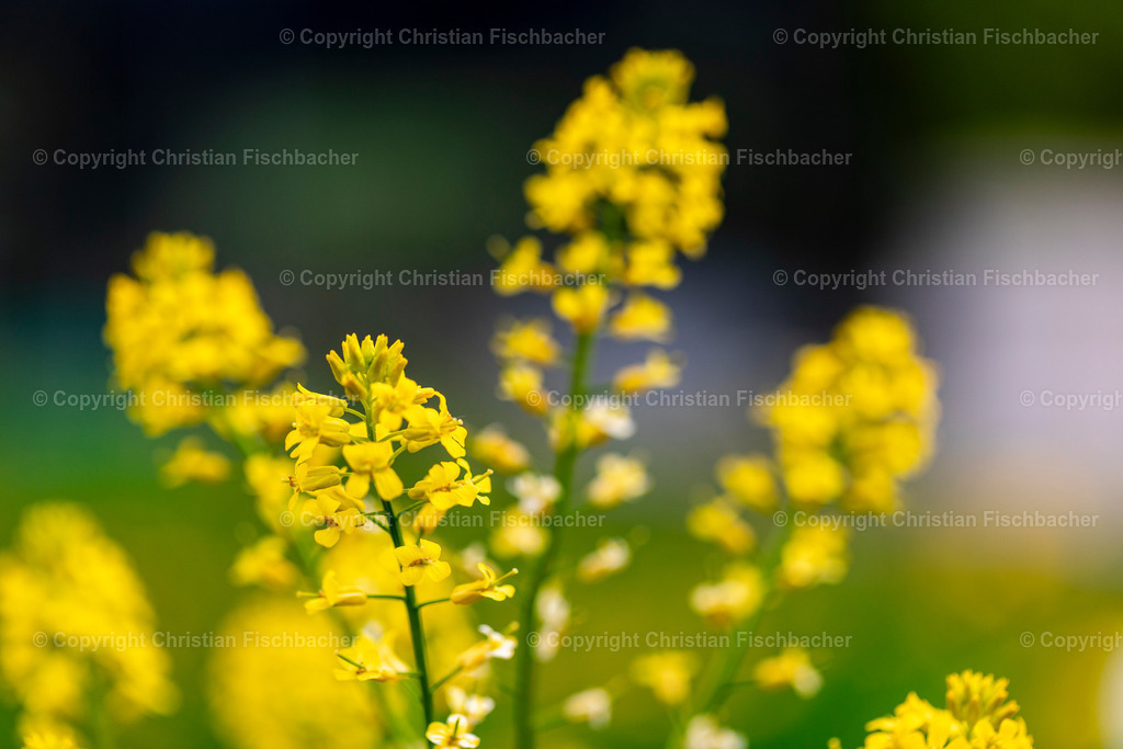 Fotos_Copyright_Chri_Fischbacher_Druck-372 | Bildershop Chri Fischbacher - Realisiert mit Pictrs.com