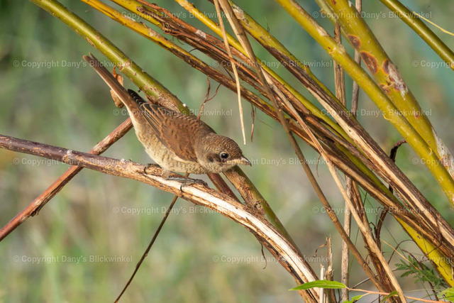 2022137 | Tierfotografie, Tierkalender, Tierbilder, Insekten, Spinnen, Vögel, Schmetterling, Libellen, Leinwand, Colorkey, Qualität, Geschenkartikel, Geschenk - Realisiert mit Pictrs.com