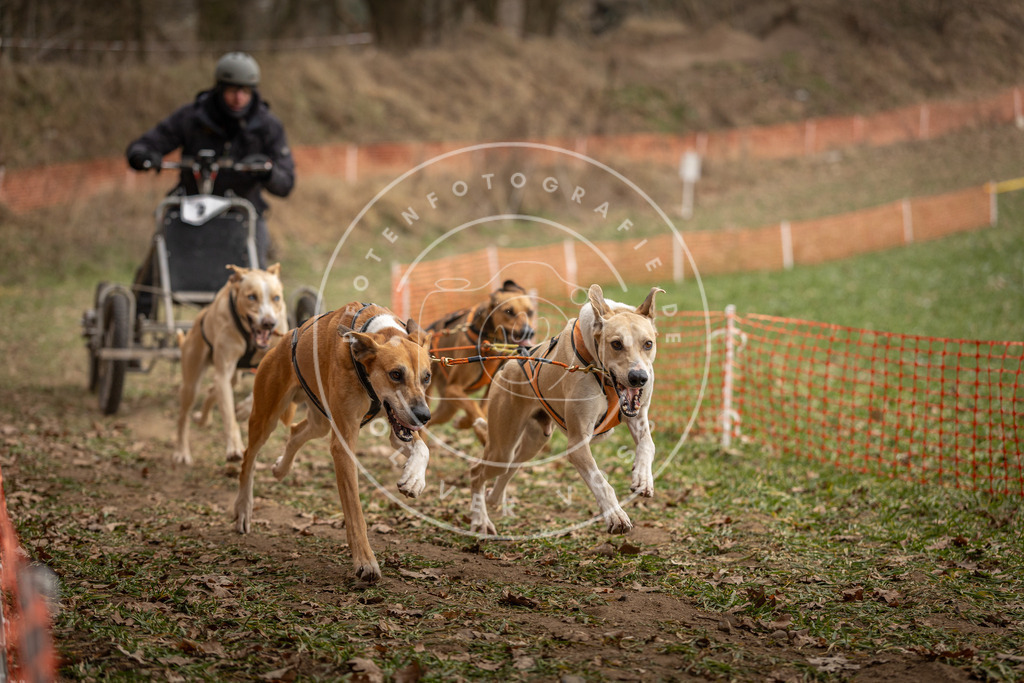 Pfotenfotografie_DV3A8133 | Hundefotografie, Tierfotograf, Pfotenfotografie, Fotoshooting Hund, Hunde Portrait, Hundesport, Hundeportraits, Heideshooting, Hunde, Sportfotograf, Hundefotograf, Turnierhundsport, THS,  - Realisiert mit Pictrs.com