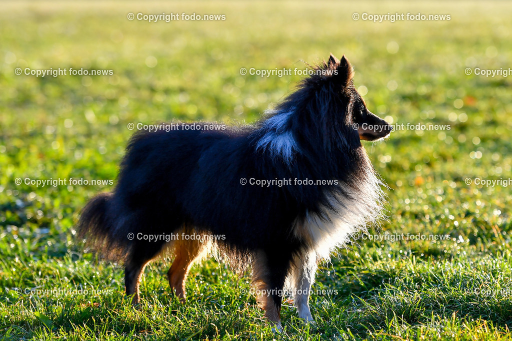 Hunde_ 09.10.2022-10 | 09.10.2022, Linz, AUT, Hund, Hunde, Themenbild, im Bild Hund, Hunde, spazieren, Freilaufzone, Spazierweg, Arrigo und Luigi