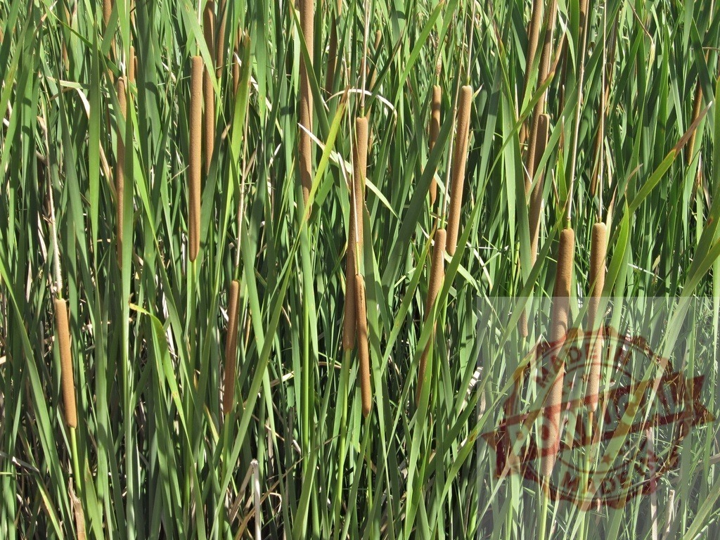 Close-up of green reeds growing in wetland area | Lush wetland vegetation featuring dense, vibrant green reeds with cylindrical brown heads - Realized with Pictrs.com