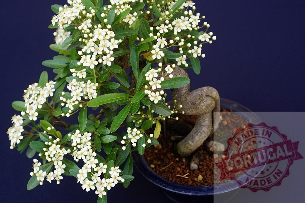 Firethorn bonsai with white flowers blooming in pot | Pyracantha bonsai with small white flowers and green leaves growing in a ceramic pot - Realisiert mit Pictrs.com