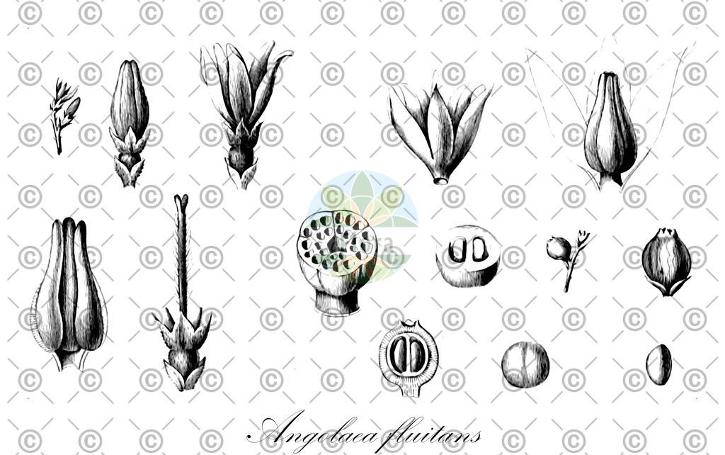 HistAbb_wfo-0000536542_385_ENZY_Simple | Historische Abbildung von Angolaea fluitans - Podostemaceae | Historical Illustration of Angolaea fluitans - Podostemaceae
