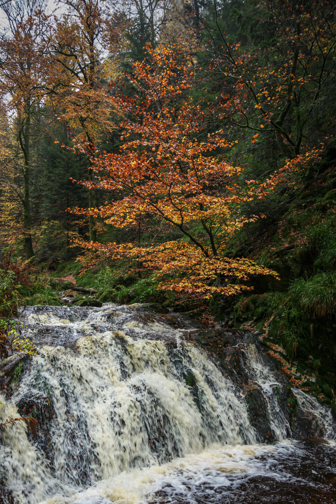 Herbstliche Stimmung am Wasserfall | Die große Farbpalette des Schwarzwaldes im Herbst ist einfach wunderbar. Untermalt vom Rauschen der Allerheiligen-Wasserfälle kann ich stundenlang beobachten, entspannen und fotografieren. - Realisiert mit Pictrs.com