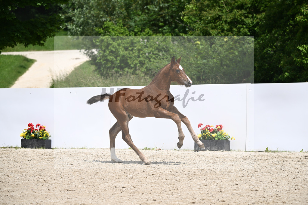 Chinchero x Kannan_HF_ZG Elitefohlen Schuster_13250893 | hf-fotografie - Realizzato con Pictrs.com
