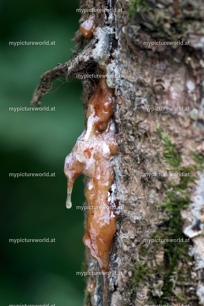 Gemeine Fichte-026 | Das Bilderarchiv über Tiere, Planzen und Landschaften. In der Bilddatenbank finden Sie ein große Auswahl an hochwertigen Bilder für Ihre Werbung - Realisiert mit Pictrs.com