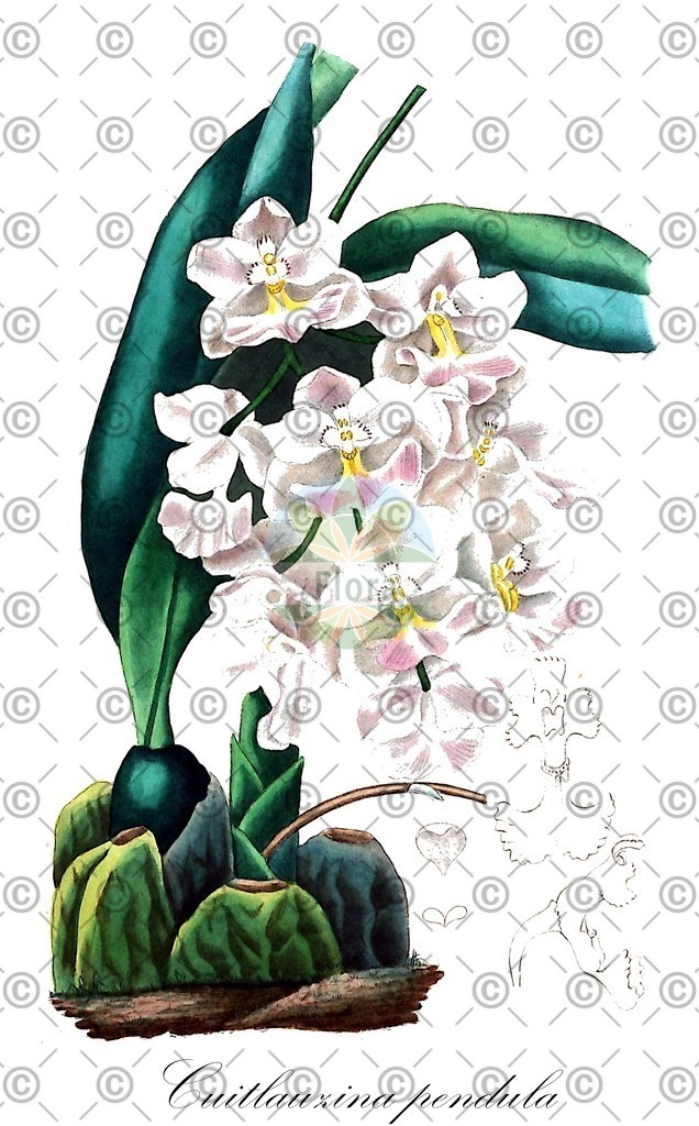 HistAbb_wfo-0000933445_2_ENZY_Simple | Historische Abbildung von Cuitlauzina pendula - Orchidaceae | Historical Illustration of Cuitlauzina pendula - Orchidaceae