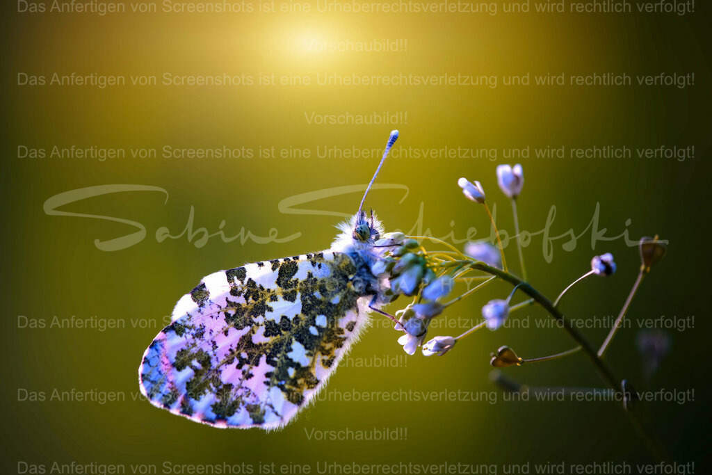Wandbild Schmetterling "Aurorafalter" | Exklusive Naturfotografie für stilvolle Wanddekoration ★ Premium Wandbilder Made in Germany ✔️ FineArt Drucke & Downloads ✔️ Brillante Farben, höchste Qualität & weltweiter Versand ✔️ - Realisiert mit Pictrs.com