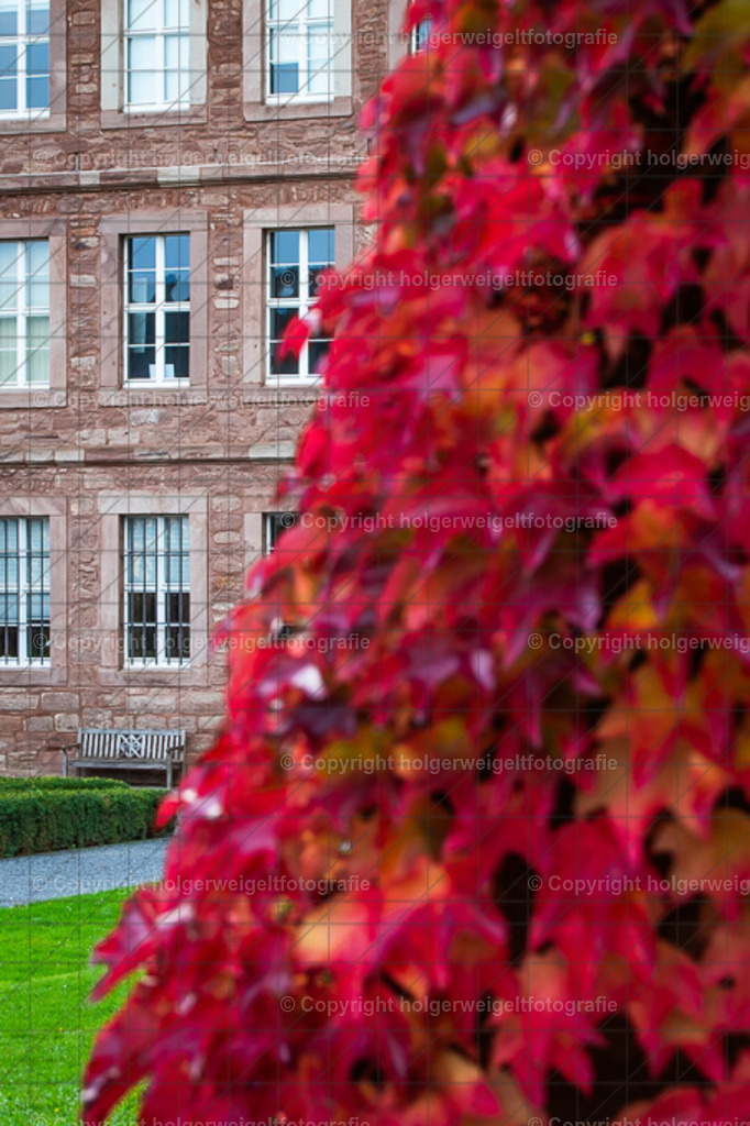 20251019172116D75_8930 | Kaufen sie online außergewöhnliche Fotografien auf Leinwand Acrylglas Fotoprint Aludibond von holgerweigeltfotografie - Realized with Pictrs.com