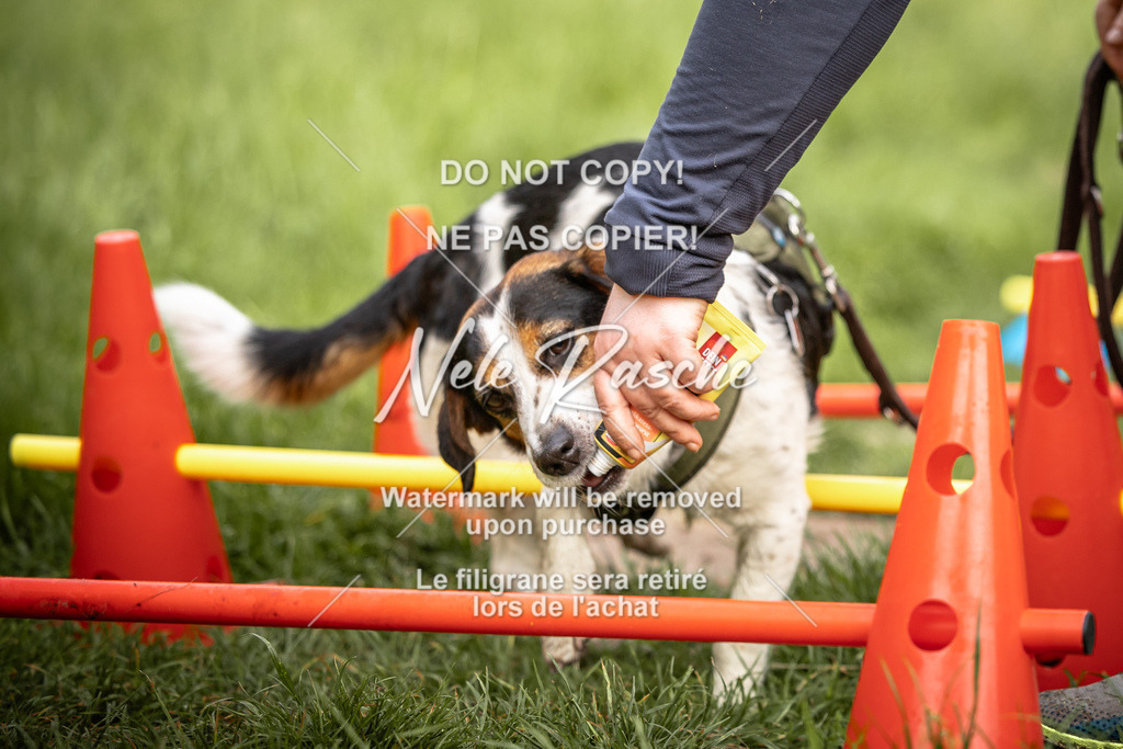 nelerasche_So-earlydog_81 | nelerasche