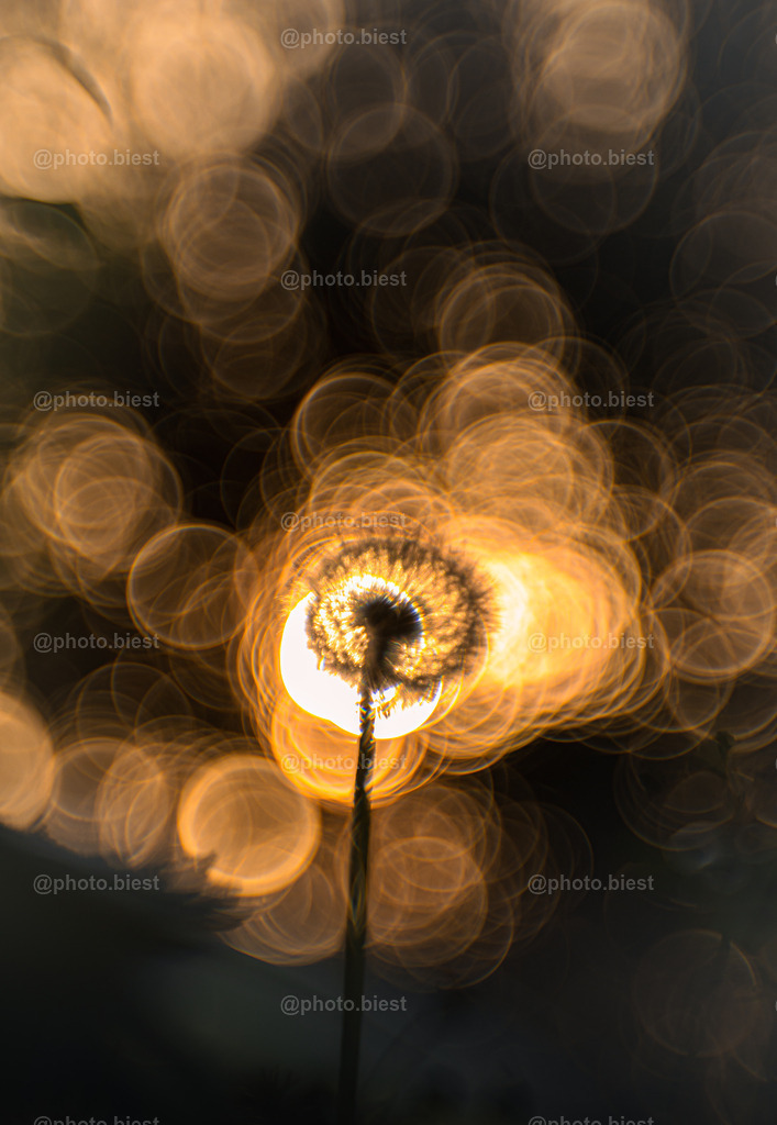 Puste-sonnen-blume | Pusteblume mit der untergehenden Sonne im Hintergrund. - Realisiert mit Pictrs.com