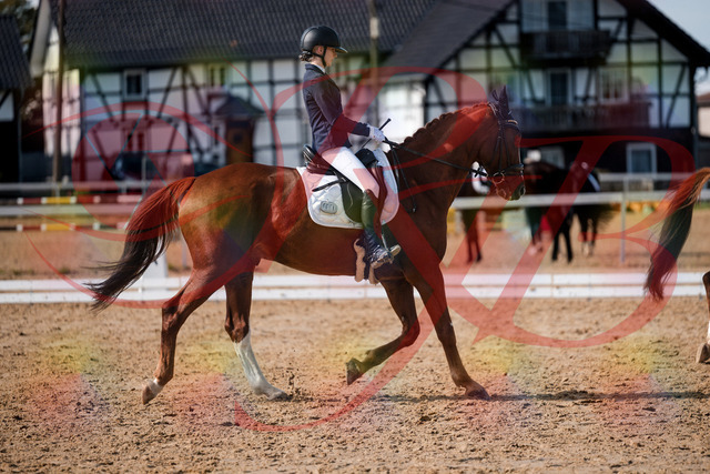 2026_10_03_Siefer-Hof_132800_Z63_87661022 | Professionelle Reitsport-, Turnier- und Eventfotografie von Robert Broda. Galerien mit ausgewählten und bearbeiteten Bildern direkt online ansehen und bestellen.