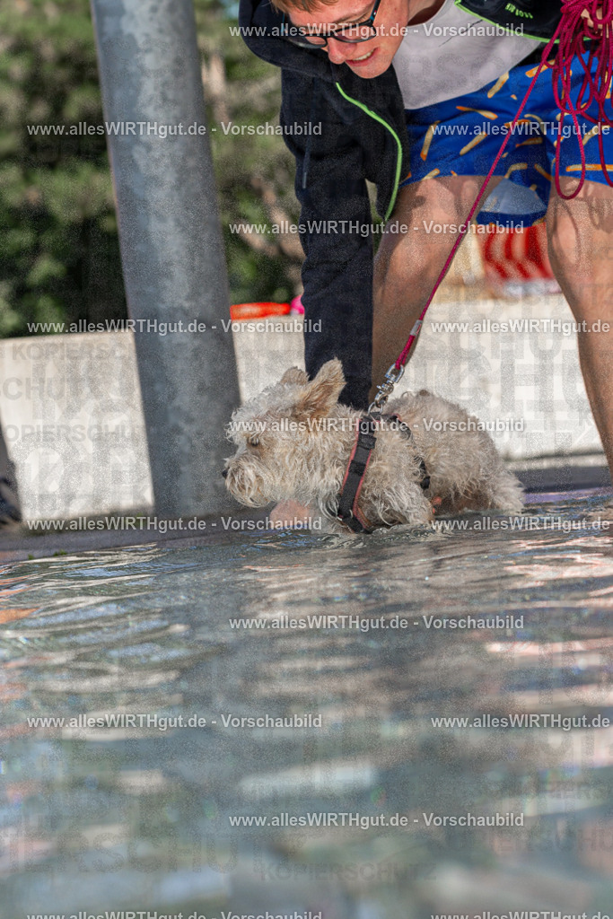 Hundeschwimmen_Volksbad_2026-allesWIRTHgut_Tierfotografie-2609061157-FAY06337 | Professionelle Tierfotografie in Mönchengladbach von Daniel Wirth (allesWIRTHgut). Liebevolle & natürliche Bilder von Hunden & Katzen für unvergessliche Erinnerungen.