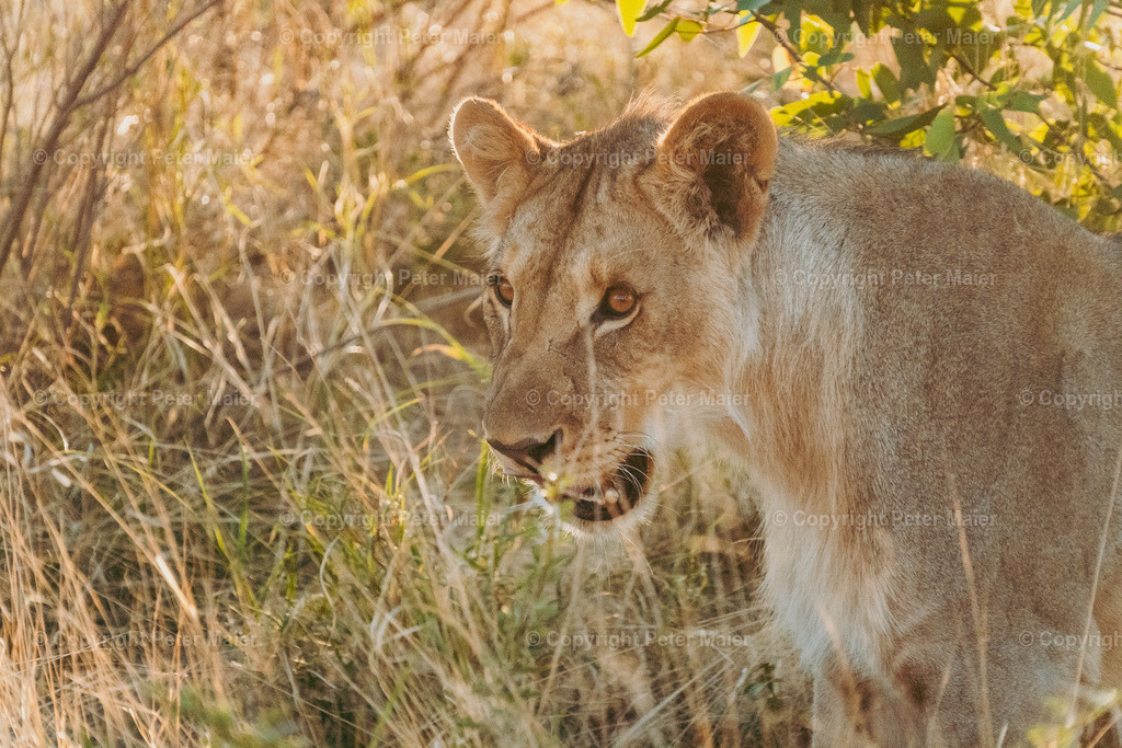 Etosha_Nationalpark_Namibia-266 | piet_flosse